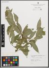Foto von Salix neotricha Goerz